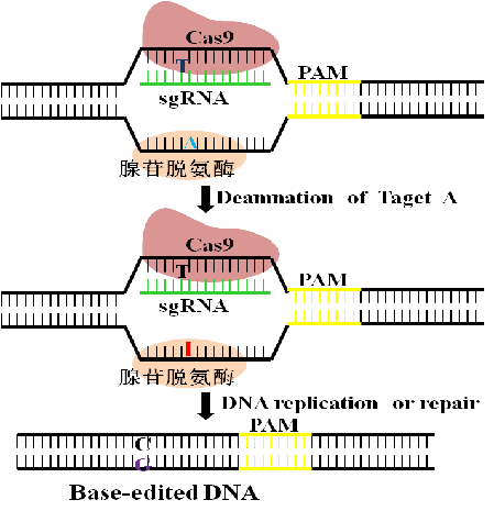 圖片關(guān)鍵詞